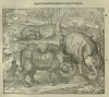 Pare 1614 Rhino fights elephant