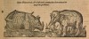 Pare 1594 Elephant and Rhino
