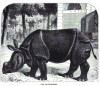 Jackson 1874 Paris rhino