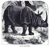 Jackson 1874 Indian Rhino