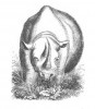 Jackson 1874 African rhino