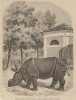 Freeman 1851 Paris Zoo