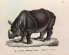 Scinz 1827 One-horned rhino