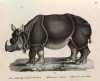 Schinz 1827 Rhino after life