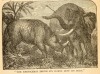 Northrop 1889 Rhino against Elephant