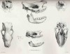 Blainville 1846 Osteographie