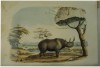 Harris 1841 Rhinoceros Africanus