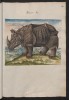 Rhinoceros watercolour owned by Ferdinand
