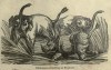 Encyclopedia of animated nature 1856 Elephant
