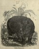 Encyclopedia of animated nature 1856 Indian