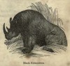 Encyclopedia of animated nature 1856 Black