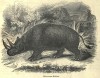 Encyclopedia of animated nature 1856 Keitloa