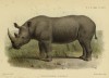 Coryndon 1894 White Rhino