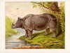 Routledge Rhinoceros