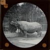 Glass slide of Indian Rhino