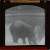 Glass slide of rhino in zoo