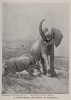Rhino attacks elepehant 1927