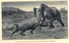 Rhino tossing elephant 1912