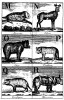 Alphabet of animals 1830
