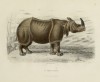 Travies Indian rhino