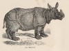 Animals from foreign lands 1862