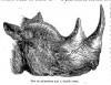 Baker 1867 Black rhino