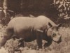 Hubback 1939 Living rhino