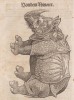 Gessner 1563 Rhinocer