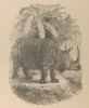 Animaux sauvages 1920 Rhino