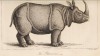 Shaw 1823 Rhinoceros