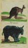 Mutzel 1857 Nashorn