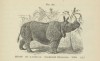 Steele 1887 One-horned rhino