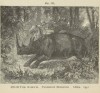 Steele 1887 two-horned rhino
