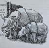 Two Javan rhino 1992