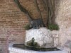 Siena Rhino Fountain