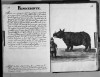 Grevembroch 1751 Rinoceronte