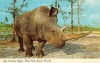 Northern White rhino - Gus