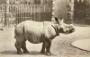 Indian rhinoceros at Antwerp Zoological Garden