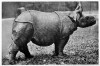 Young female Indian rhinoceros 'Bessie' at the New York Bronx Zoo