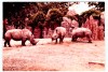 Southern White rhinoceros trio at Philadelphia Zoo