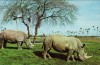 Southern White rhinos on the 'Africa Veldt' at Busch Gardens, Tampa, Florida