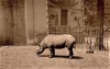 Black rhinoceros at Antwerp Zoo