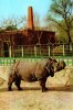 Male Indian rhinoceros at the Be...