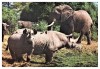 Black rhinos stand their ground at Amboseli NP, Kenya