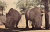 Southern White rhinoceros at the...