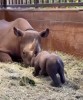 The Honolulu Zoo’s first rhino...