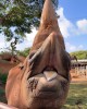 A female Eastern black rhino at ...