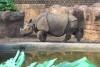 Berlin Indian Rhino 2023