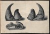 Klein - double horns 1748
