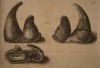 Klein - double horns 1751